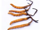 冬虫夏草背后的隐形利益