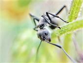 黑蚂蚁的功效与作用_黑蚂蚁的营养成分