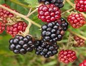 你不知的黑莓七大功效 提升免疫促消化