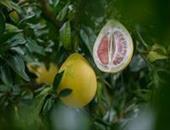 柚子皮是碱性还是酸性 如何吃更加有营养
