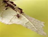 蚂蚁叮咬有什么危害 有哪些常见蚂蚁有毒