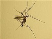 蚊子咬了得登革热怎么办 登革热的常见症状
