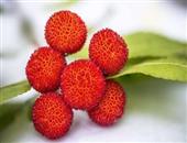 蛇莓的功效与作用及食用方法有哪些 一定要了解的营养学知识