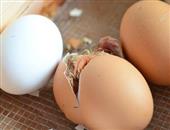 鸡粪粪是酸性还是碱性 食疗养生从原材料开始