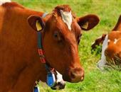 牛寄生虫病有多少种 牛三种体外寄生虫病