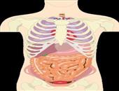 人体胸骨内脏位置 致命的内脏损伤