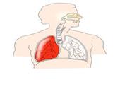 肺囊肿与肺大泡ct鉴别 如何鉴别肺囊肿与肺大泡