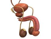 男性膀胱炎和前列腺症状上有什么不同 男性膀胱炎和前列腺炎的分类