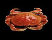 高血脂海蟹能吃吗 高血脂如何预防才好呢
