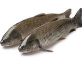 草魚怎么做 鯽魚和草魚的區別草魚應該怎么做鯽魚和草魚的區別有哪些