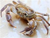 吃螃蟹过敏的症状是什么