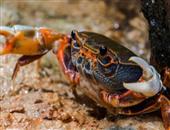 秋季饮食禁忌 螃蟹的哪些部位不能吃秋