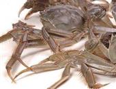 螃蟹——肾病患者的饮食禁忌