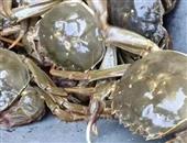 大闸蟹的吃法秋季吃螃蟹的禁忌大闸蟹的正确的吃法大闸蟹的家常做法
