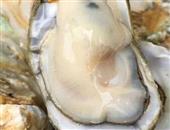前列腺炎患者可以多吃牡蠣預防