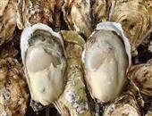 男性预防前列腺炎要用牡蛎预防