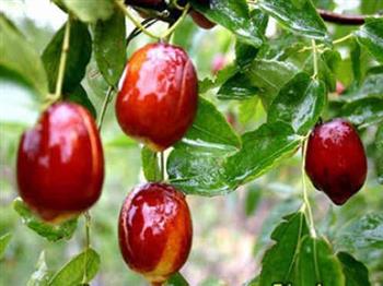 吃枣不等于补血孕妈妈千万别入这些误区！