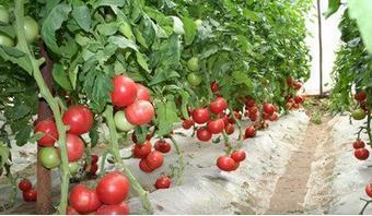 产后妈妈必吃的美肤食物 产后妈妈必吃的美肤食物