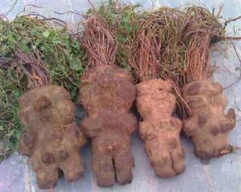 三种食疗方 改善中老年人脱发