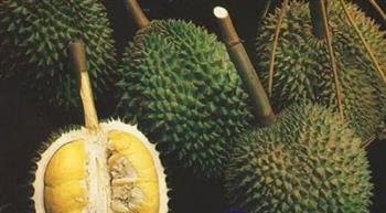 如何挑择榴莲决窍 挑榴莲妙招