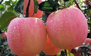 挑选正宗红富士 只需简单6步骤