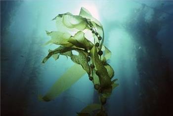 为什么要在餐桌上放上一些海藻