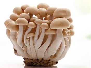 介绍蘑菇养生的新知识