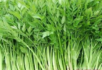 盘点:各种野菜给予身体不同的优势 盘点:各种野菜给予身体不同的优势