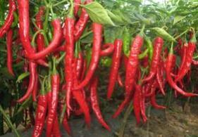 养生必知:十种常见蔬菜的惊人功效 养生必知:十种常见蔬菜的惊人功效