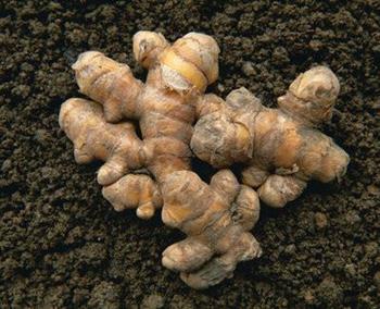 这些菜跟砒霜一样存在剧毒