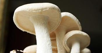 常见四种蘑菇的食用方法和选购