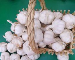 发芽大蒜让你想不到的神奇功效 发芽大蒜让你想不到的神奇功效