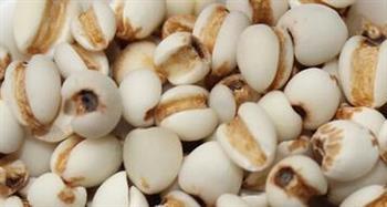 薏米的营养价值及药用功效