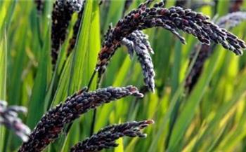 多吃这三种米的效果是非常不错的