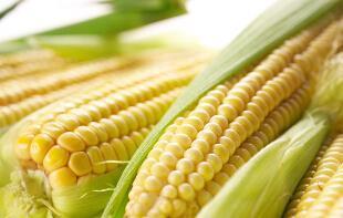 吃玉米好处多 玉米食疗与营养功效