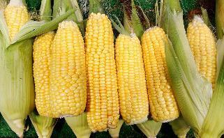 吃玉米好处多 玉米食疗与营养功效