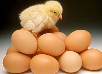 禁忌:吃完鸡蛋千万不能做的事 禁忌:吃完鸡蛋千万不能做的事