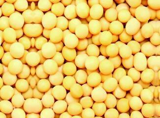 黄豆防治糖尿病 美味佳肴送给你