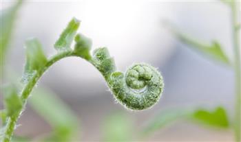 十大抗癌野菜 苦菜可抑制白血病