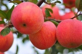 苹果皮有助预防高血压等功效