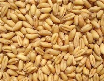 生活中应该要多吃这八种五谷杂粮 生活中应该要多吃这八种五谷杂粮