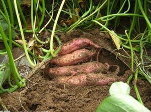 秋季想要减肥就要注意五吃五不吃 秋季想要减肥就要注意五吃五不吃