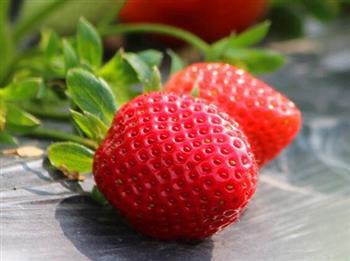 草莓美味还抗癌 水果之中无人比