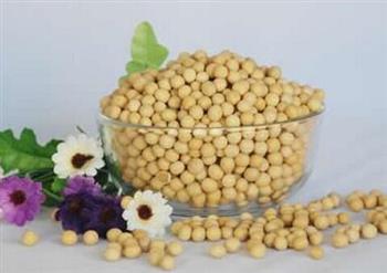 黄豆可降低更年期产生之不舒服症状