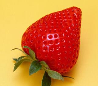 红红草莓味道好 养生功效可不少