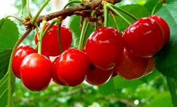 樱桃的功效与作用_樱桃的营养价值_樱桃的适合体质_樱桃的食用禁忌