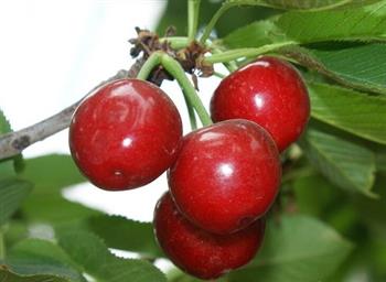 饮食补血水果之——樱桃