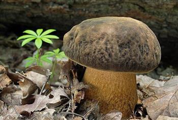 蘑菇的功效与作用_蘑菇的营养价值_蘑菇的适合体质