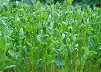 消肿吃什么食物好？如何饮食