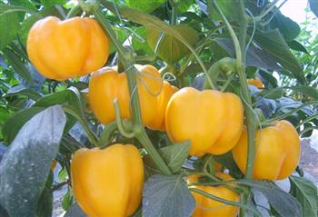甜椒的功效与作用_甜椒的营养价值_甜椒的食用价值